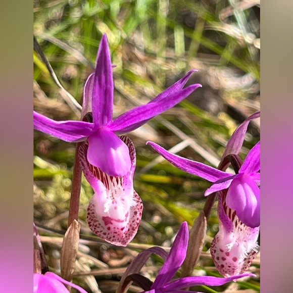 Meet your Posher, Heather - Picture 2 of 4